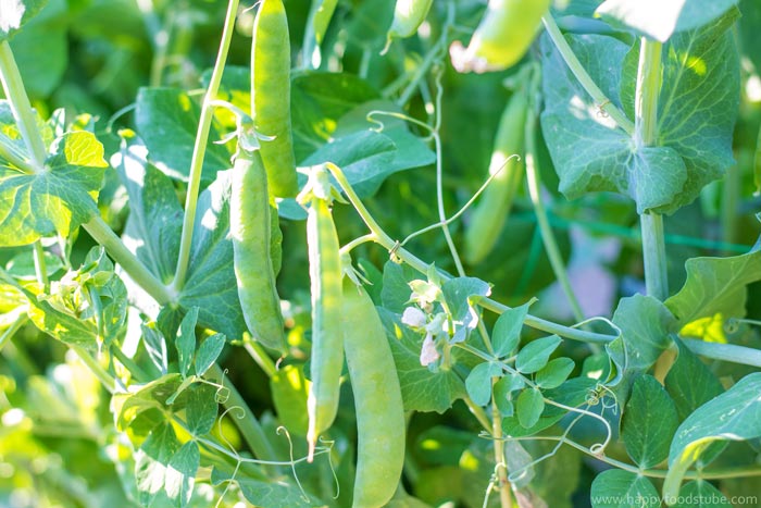 Taste of Home - Green Peas | happyfoodstube.com