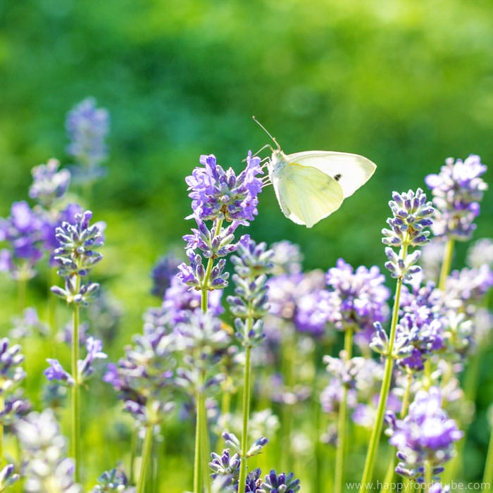 Taste of Home - Lavender & Butterfly ❤ | happyfoodstube.com