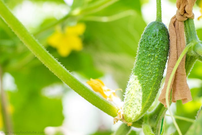 Fresh Cucumber from Garden for Dill Pickles