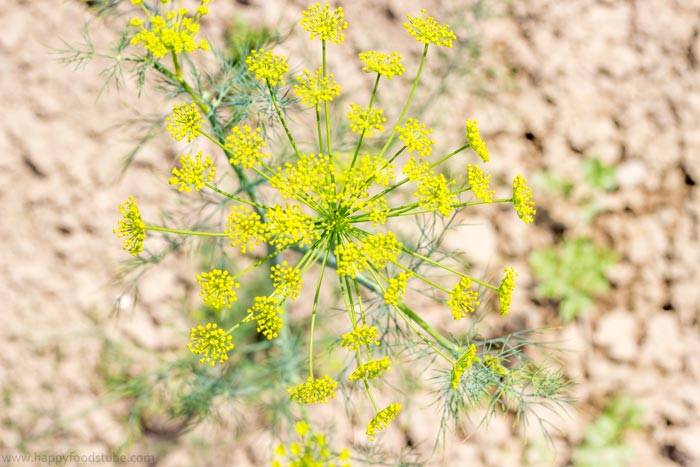 Fresh Dill for Dill Pickles | happyfoodstube.com