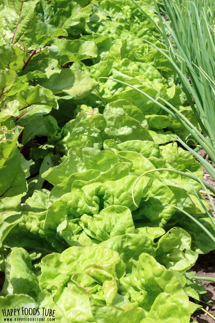 Fresh Ingredients Growing in the Garden Mediterranean Green Salad