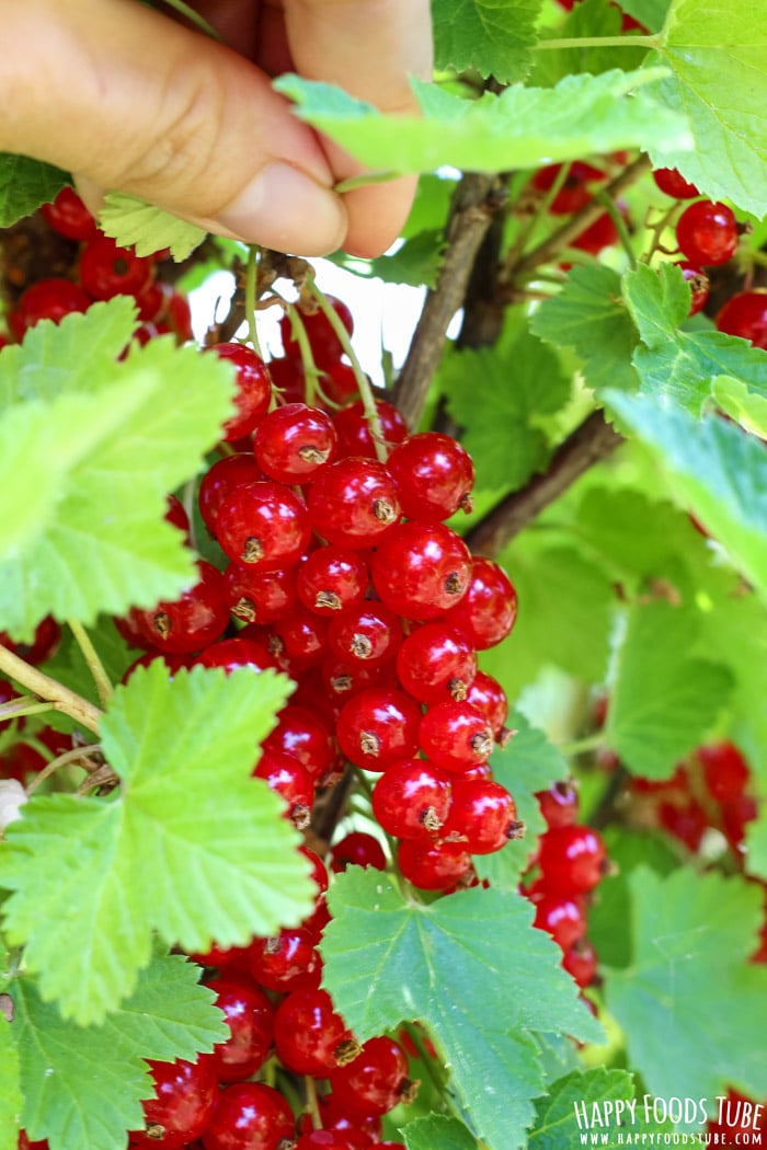 Fresh currants for redcurrant crumb bars